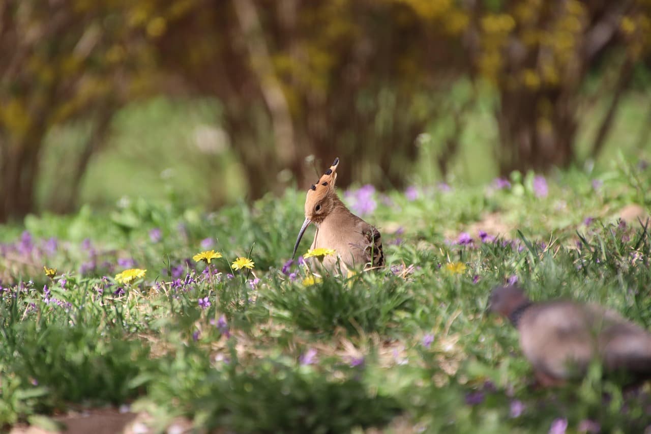 후투티 보호가 필요한 이유와 현재 위협 요인