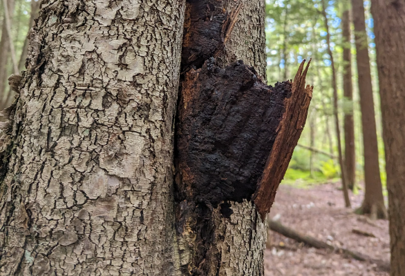 차가버섯 분말 효능 : 항염효과