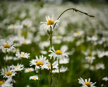 서산 유기방 가옥 수선화 축제_13