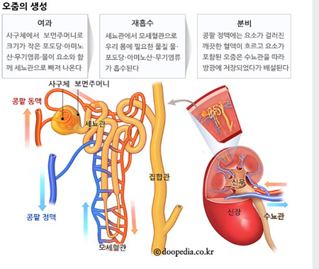 소변의생성