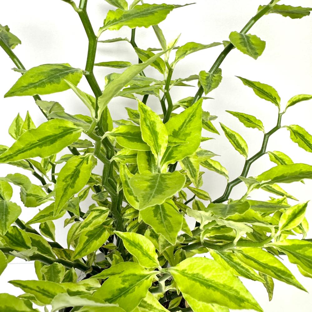 천국의계단 다육식물 키우기 키우는법