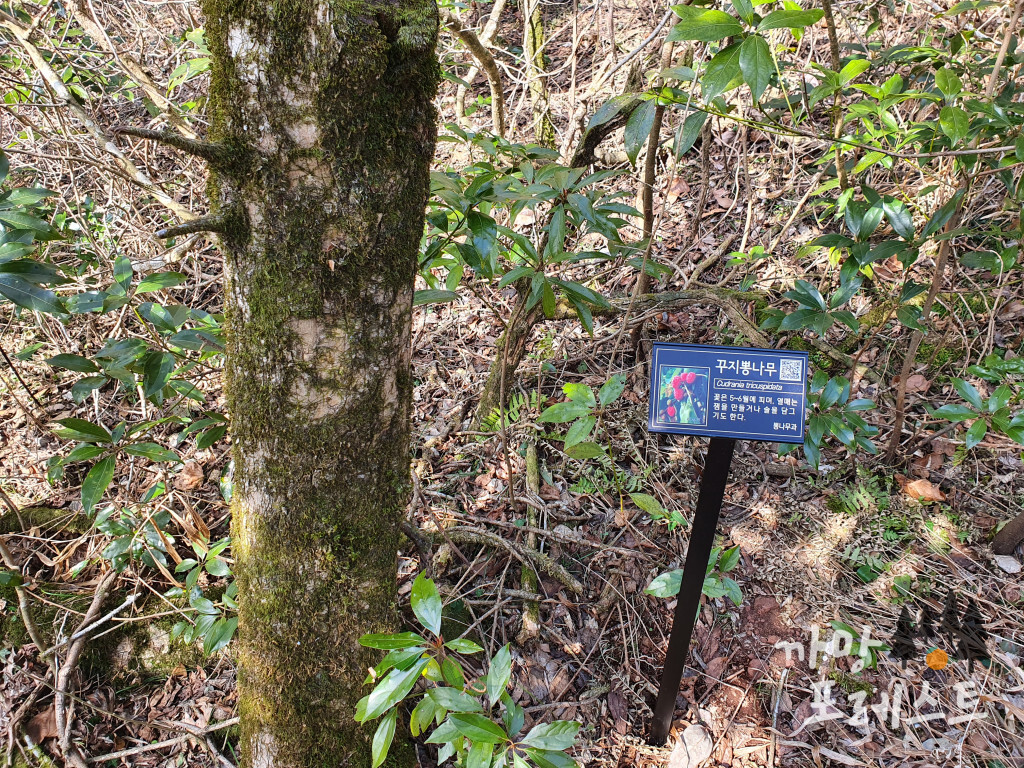 붉은 오름 나무