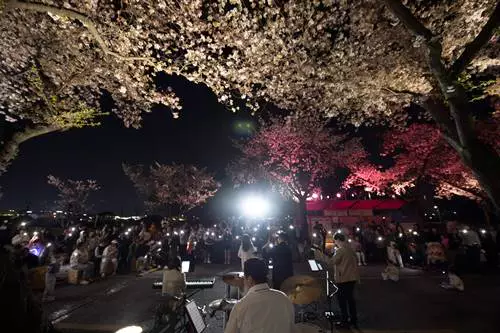 경주벚꽃축제