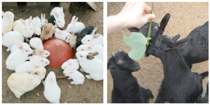 율봄식물원 딸기시즌