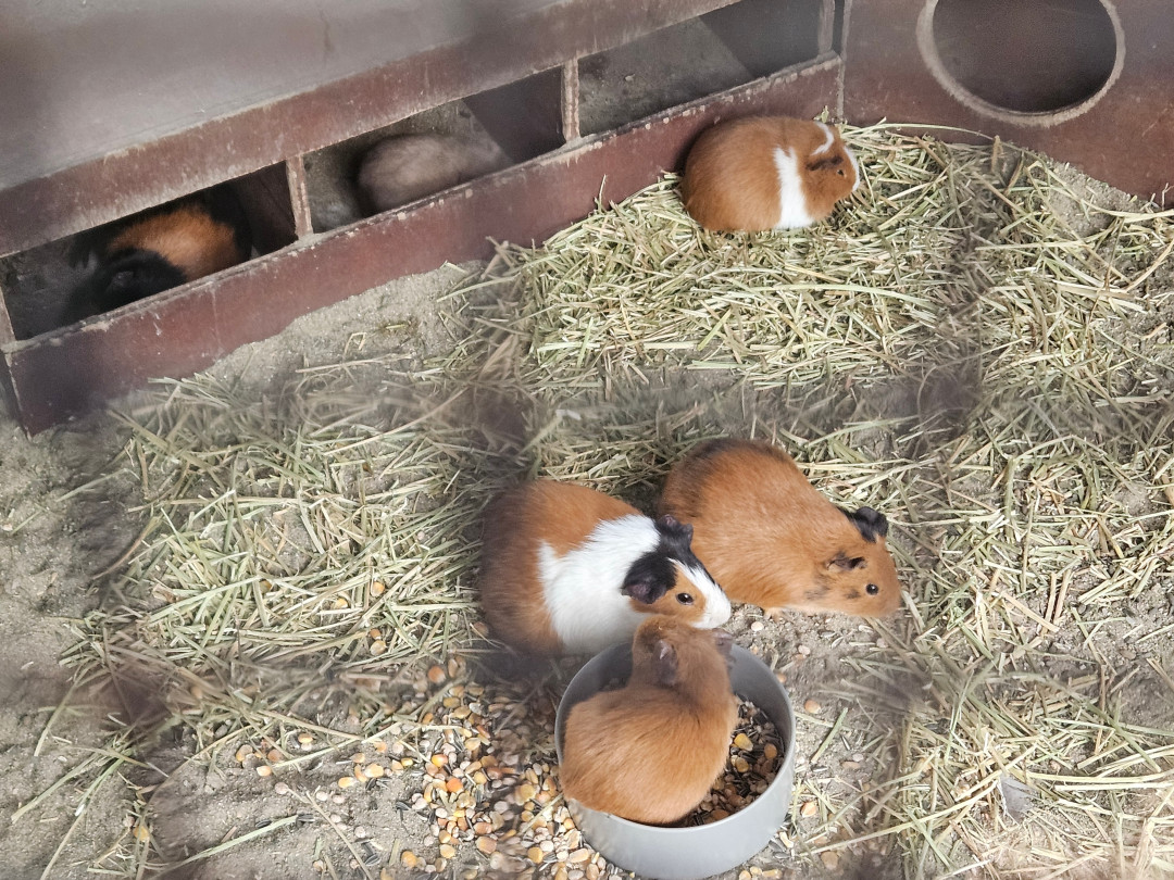 신라호텔 사육장