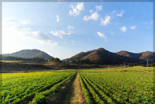 농업 직불금 신청자격 지급시기 금액