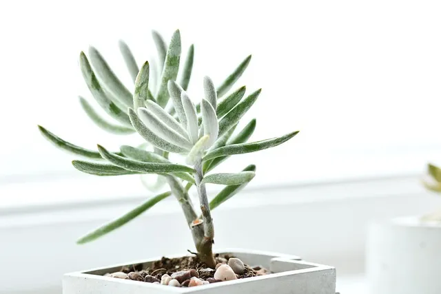 생선 비린내 프라이팬 소금 굽기와 환기 창문 열기_1