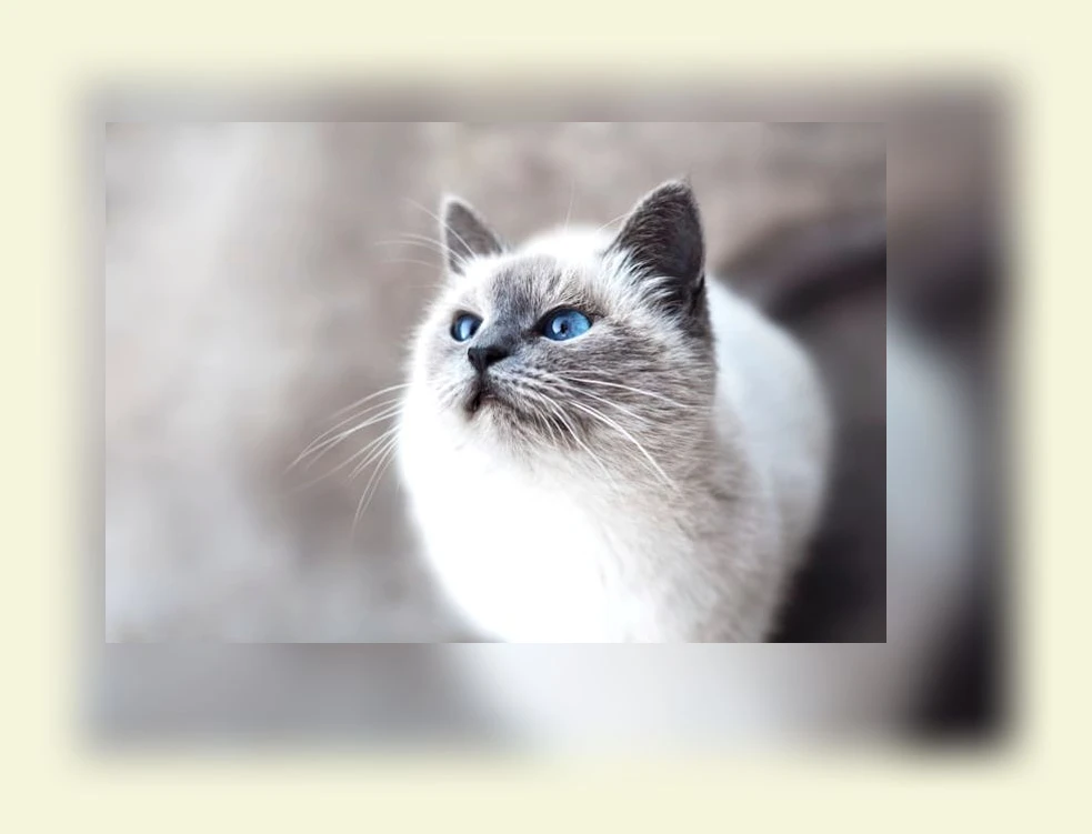 고양이 습식사료_2_subsection