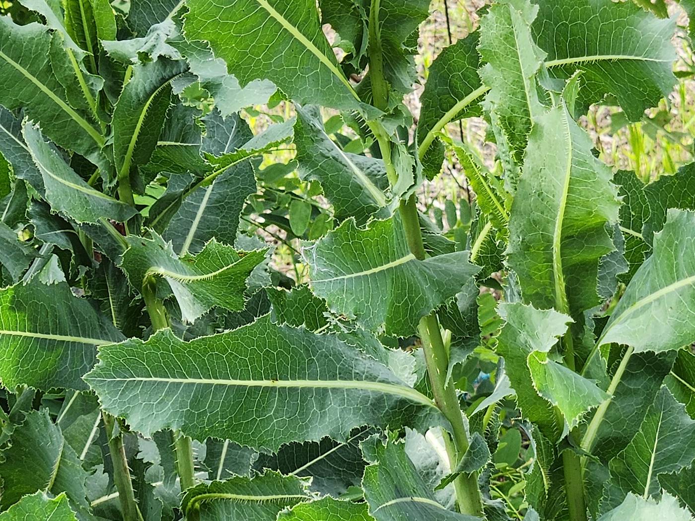 가시상추(가시상치)