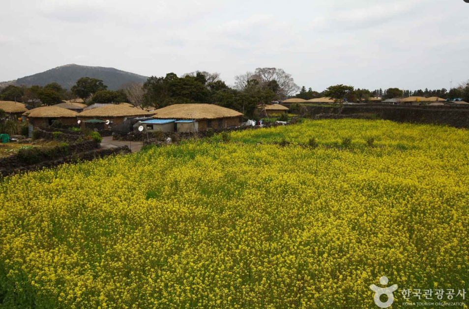 제주 유채꽃 명소 성읍민속마을