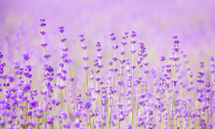 포천 허브아일랜드 라데봄축제