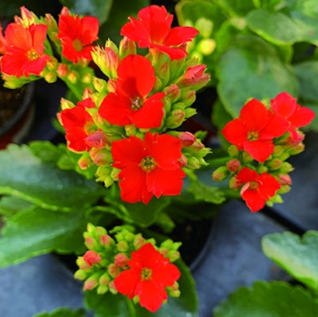 겨울 꽃 칼랑코에