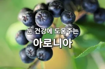 아로니아 효능 칼로리 권장섭취량_11