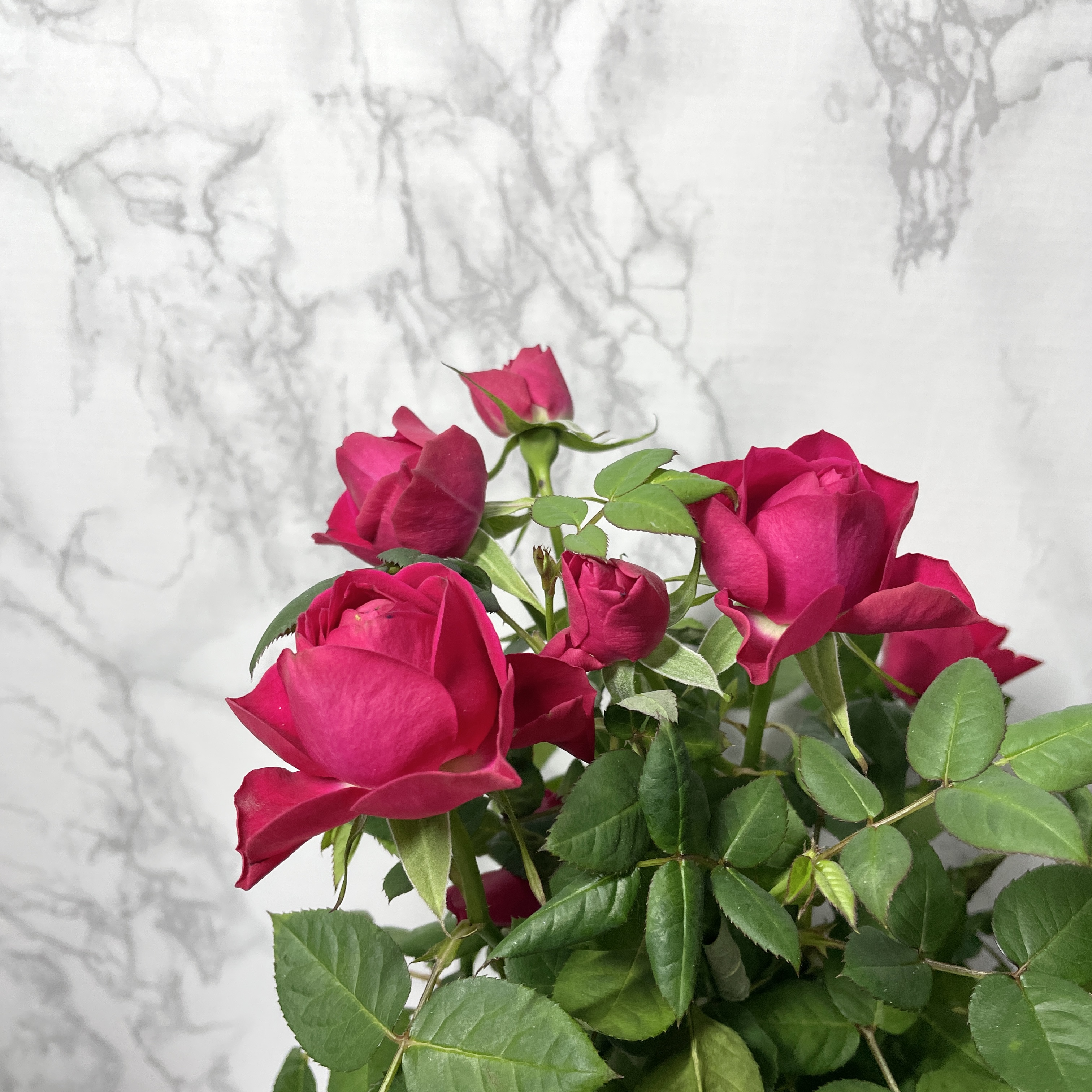 장미 키우기 꽃말 삽목시기