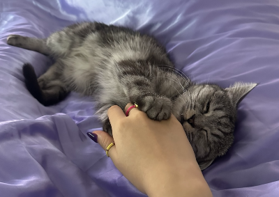 보라색 실크 이불 위에서 악세사리를 착용한 집사의 손을 장난처럼 깨무는 회색 줄무늬 고양이 별찌, 무는 이유 중 보호자의 관심을 끌기 위한 행동을 설명하는 이미지