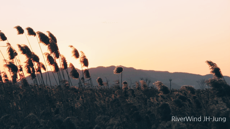 갈대와노을