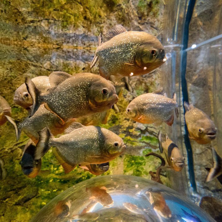 다누리아쿠아리움