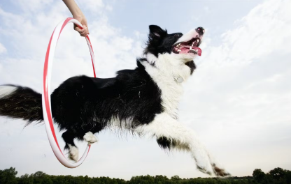 점프하는 강아지