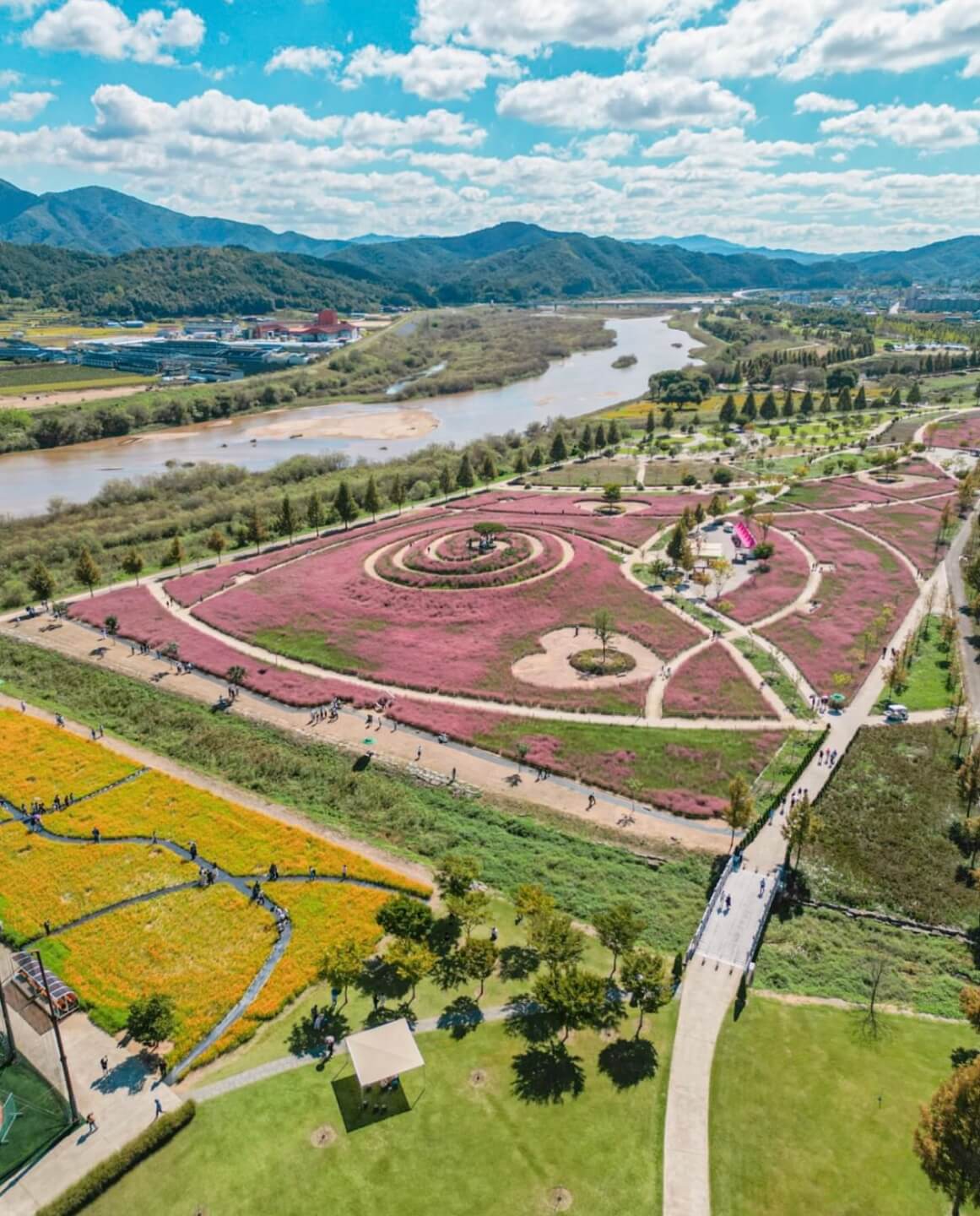 신소양 체육공원의 핑크뮬리