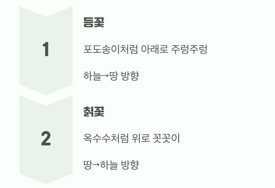 하늘 vs 땅, 꽃이 향하는 방향