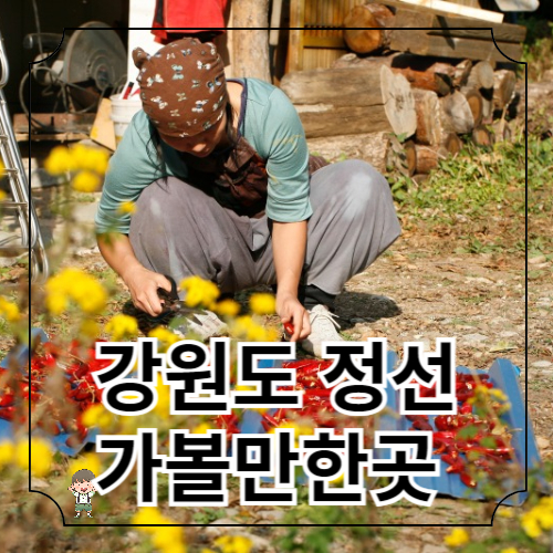 정선 가볼만한 곳
