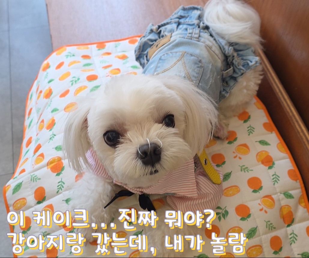 반려견 동반 카페 스윗라운드