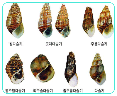 다슬기 종류