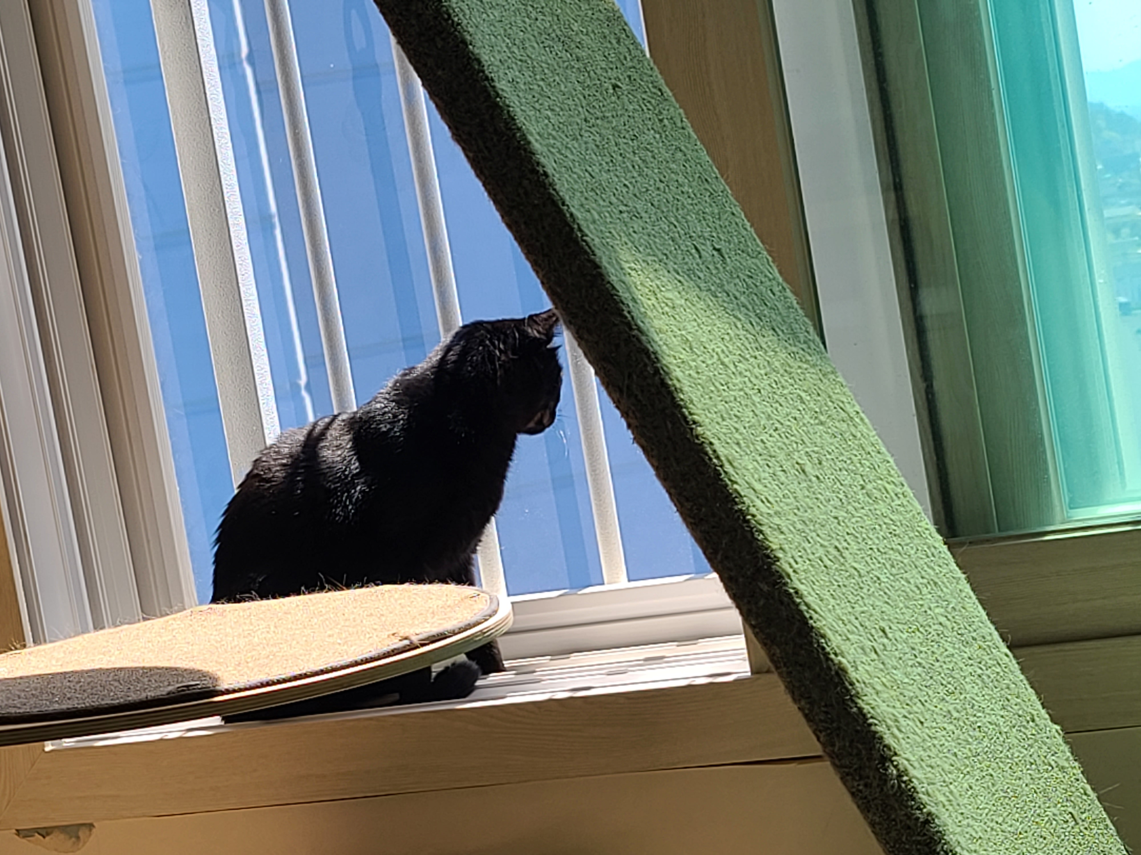 창밖구경을 좋아하는 고양이들의 낙상사고와 가출 예방을 위한 방묘창의 필요성.