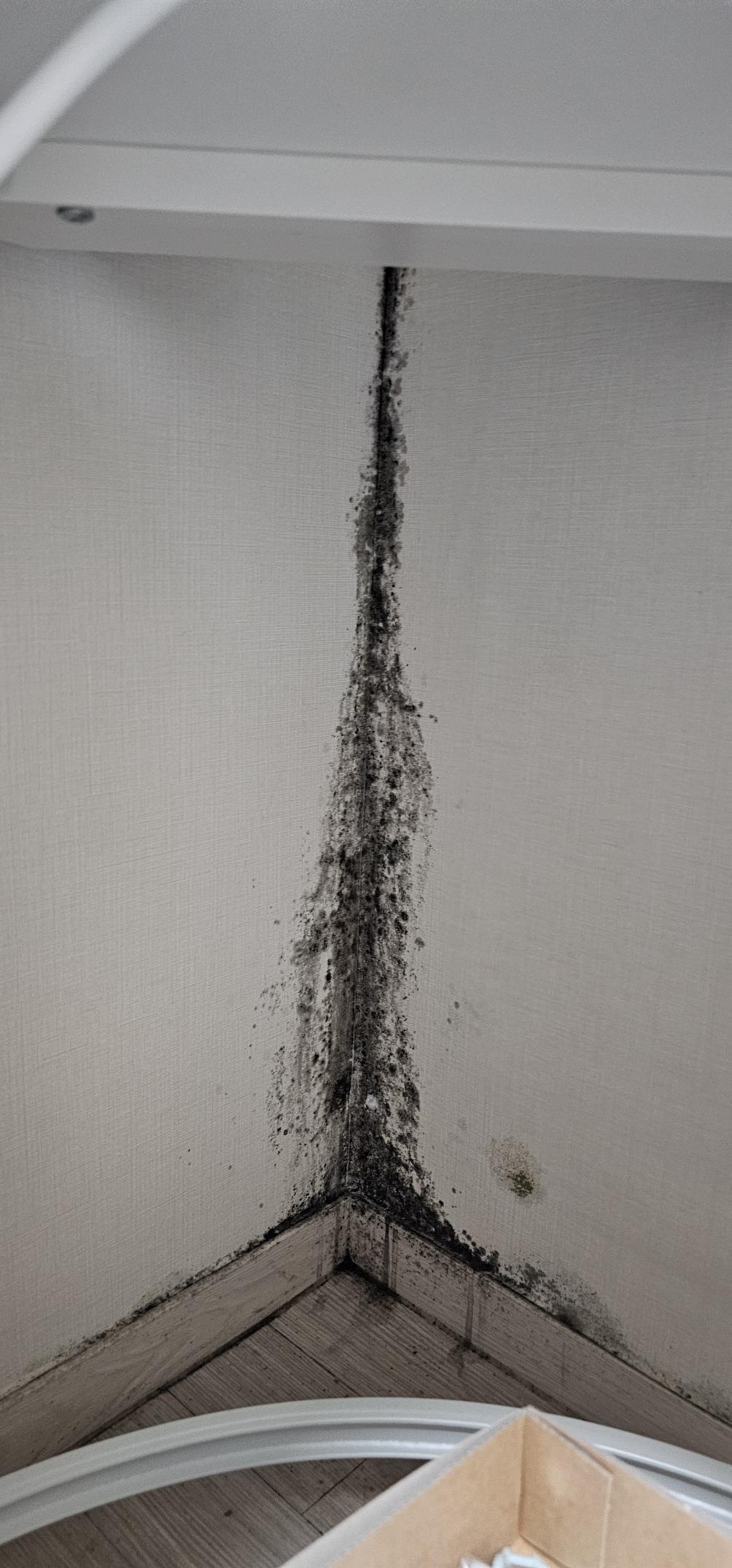 습기방치로-곰팡이-번식(벽지)