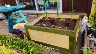 베란다 상자텃밭 상추 루꼴라 방울토마토 허브 모음 재배_31