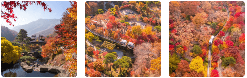 화담숲-단풍풍경-빨간단풍나무