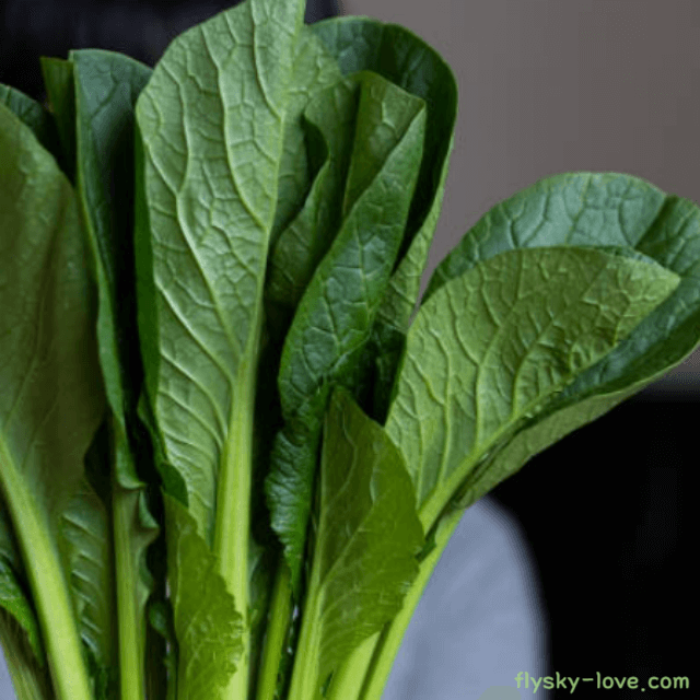 비타민 채소 소송채 코마츠나