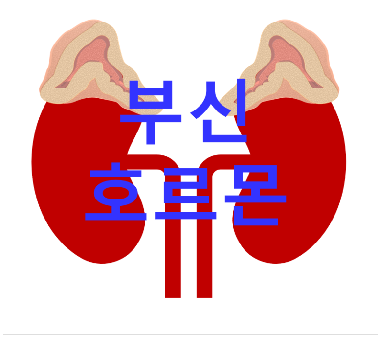 부신호르몬 main