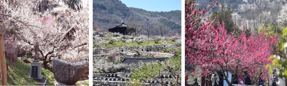 광양매화축제사진-1