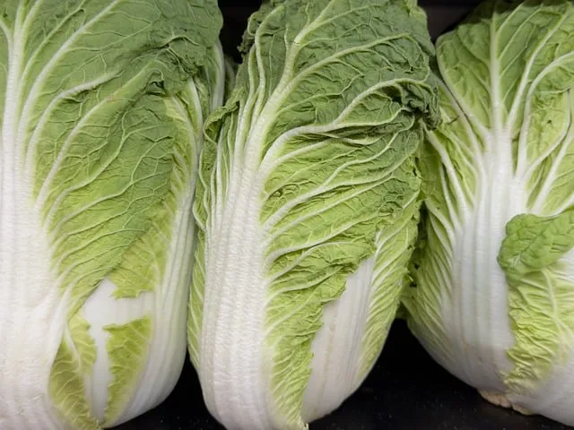 배추 노균병