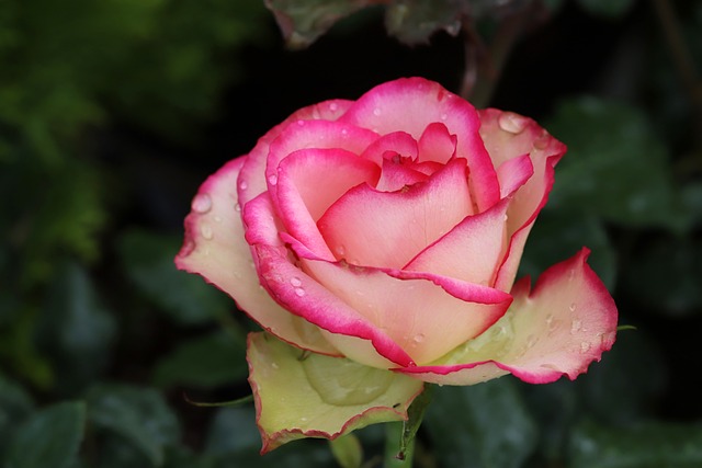 2025 서울 장미축제 일정 & 지도 보기