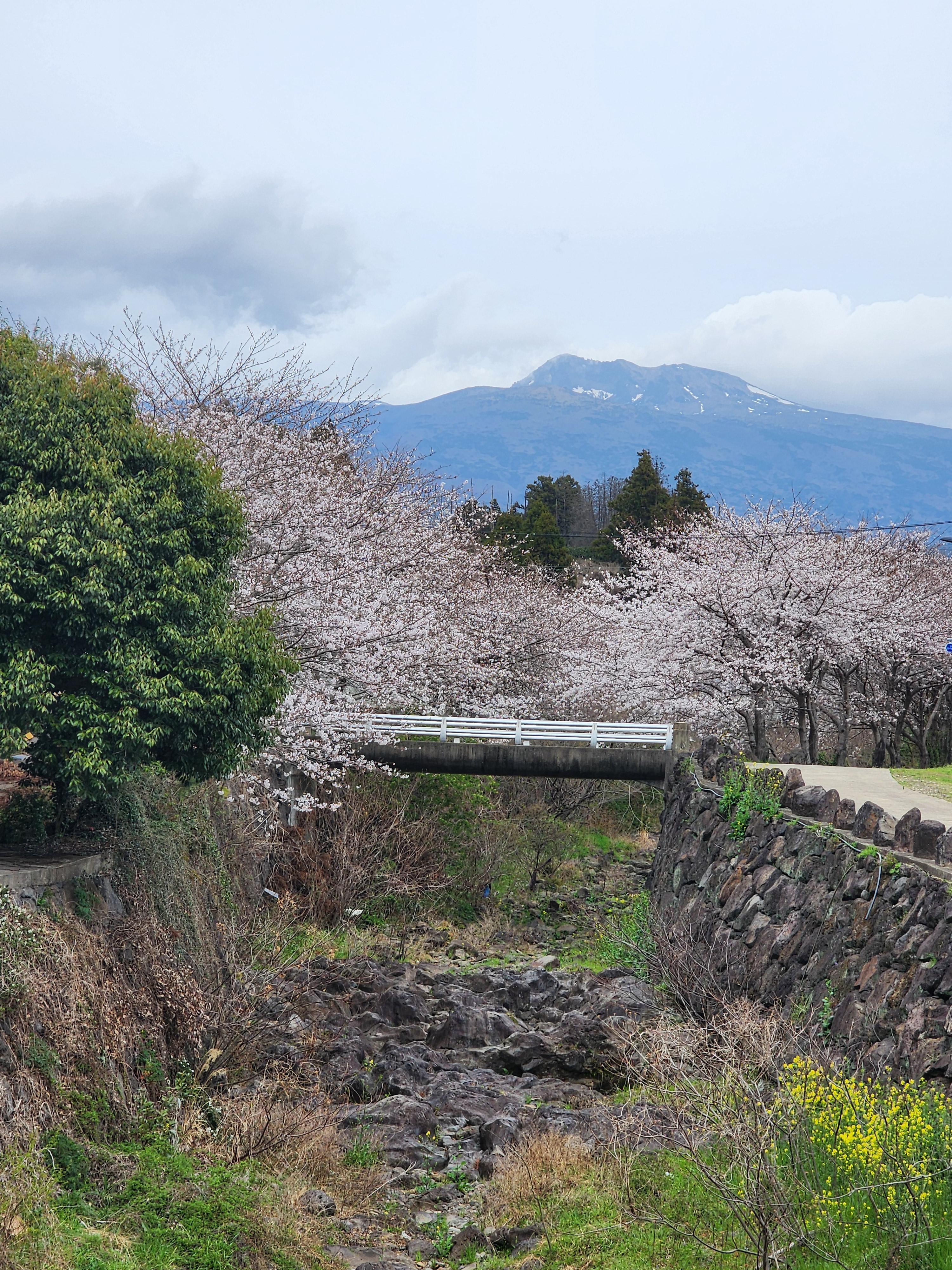 제주 숨은 벚꽃 명소, 벚꽃 핫플레이스, 벚꽃 비밀장소