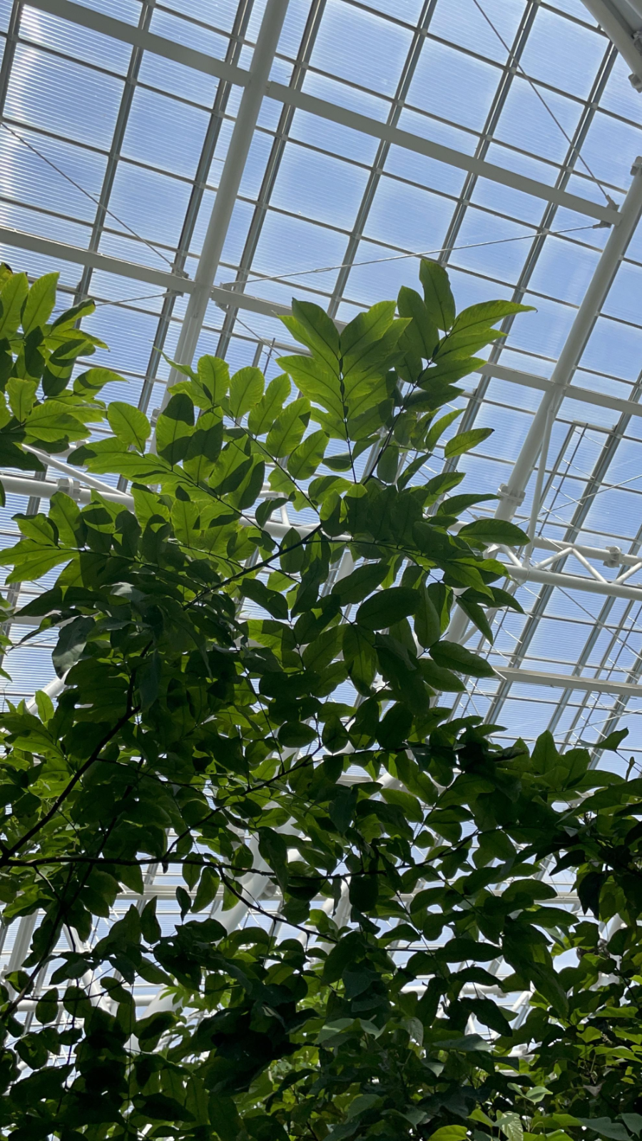 국립 세종수목원 사계절 전시온실 열대식물전시원 