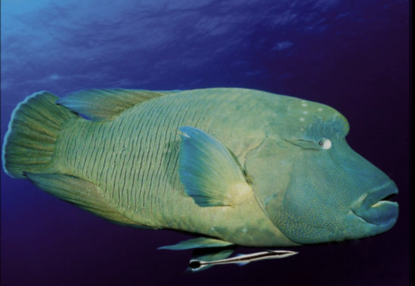 나폴레옹 피쉬(Napoleon wrasse, Humphead Wrasse)