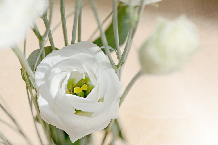 하얀 리시안셔스