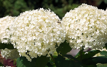 장생포 수국축제 최신 정보 19