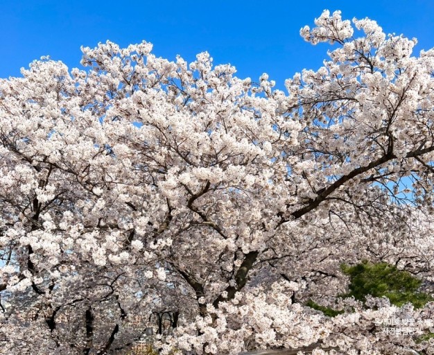 벚꽃 개화시기