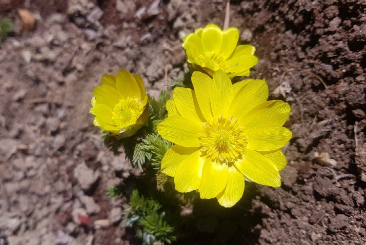 축령산 자연휴양림