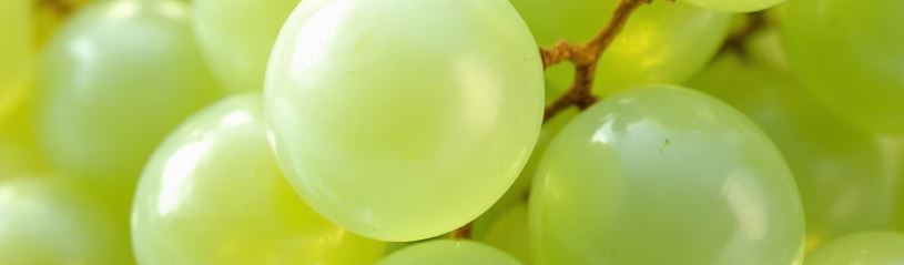 샤인머스켓 효능