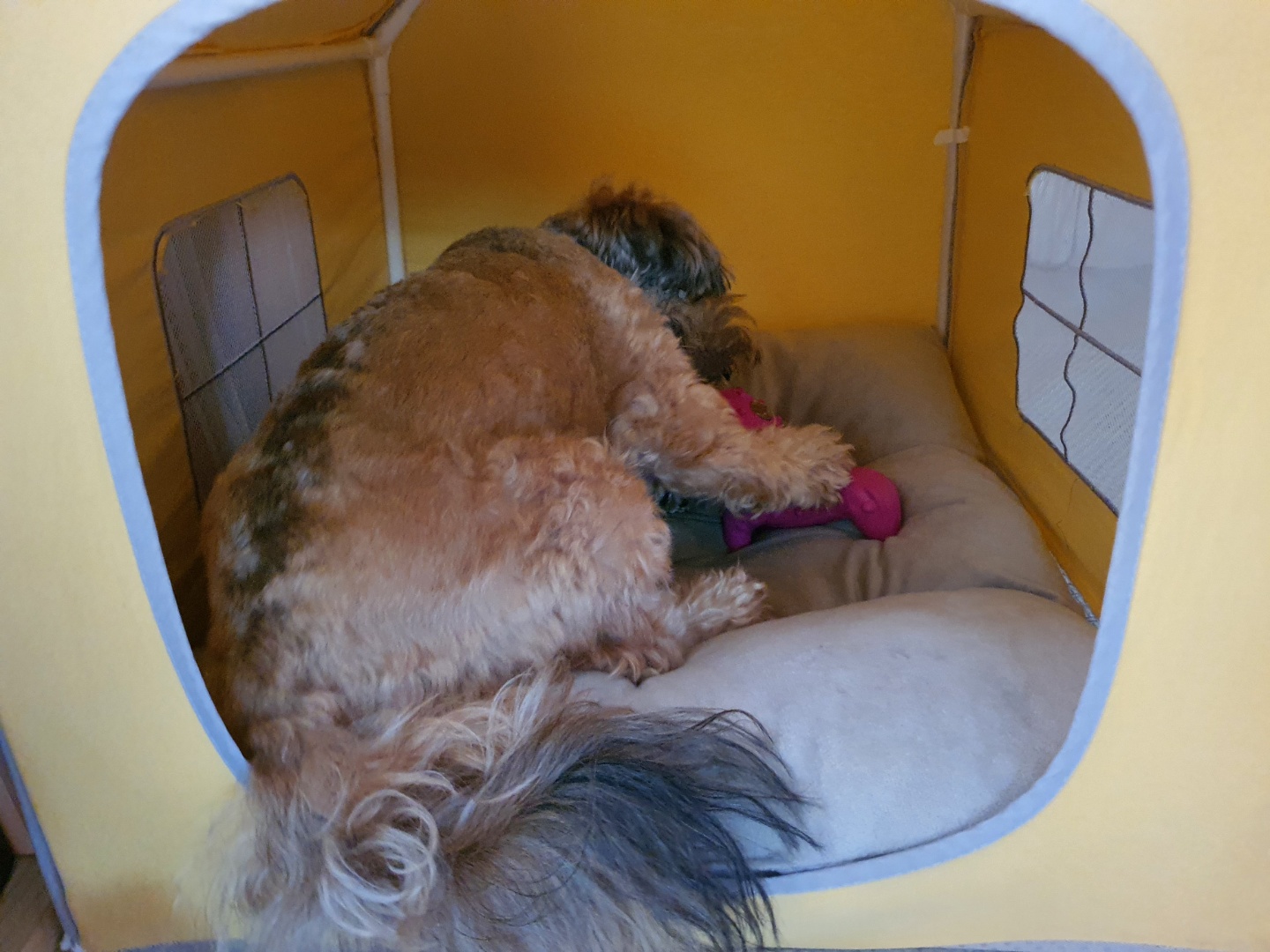 집에서 간식 먹는중인 토리