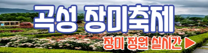 곡성 장미축제 실시간 개화현황