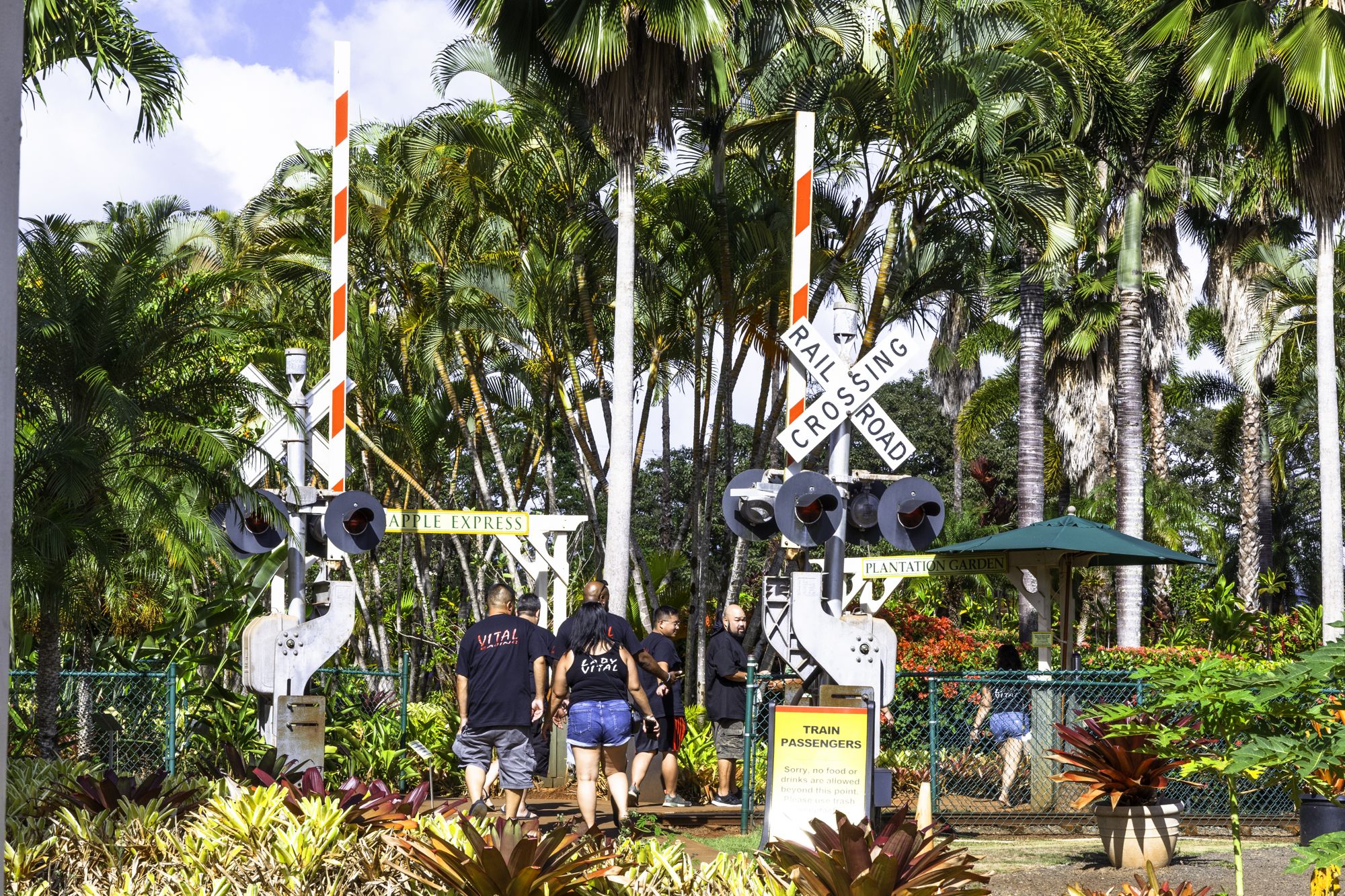 돌 플랜테이션 기차 투어