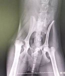 강아지 퇴행성 관절염 증상 및 관리 방법은 이렇게