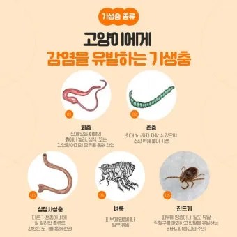 고양이 기생충 사진 약 증상_5