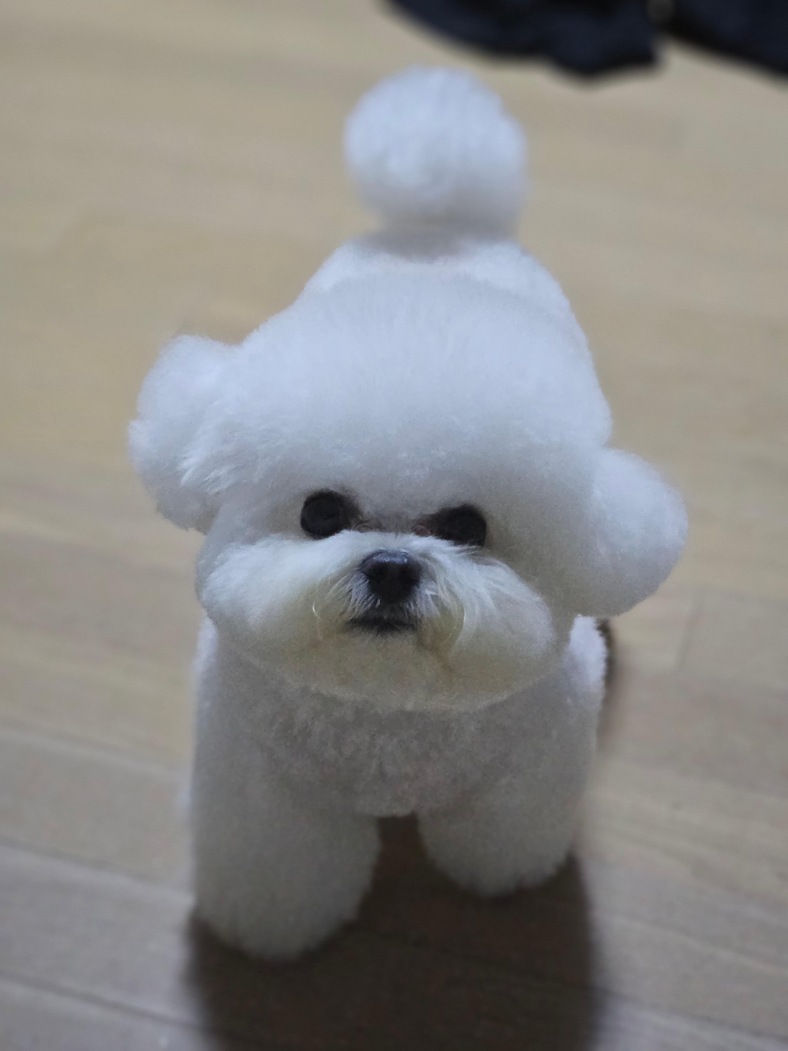 미니 비숑 키우기